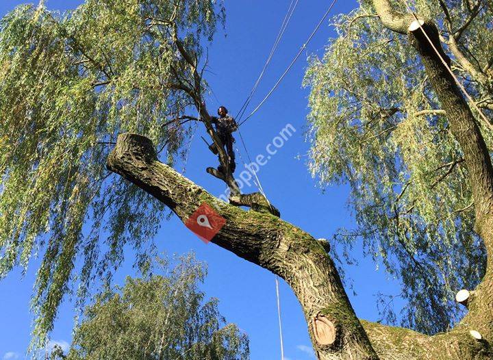 Abattage, élagage d'arbres et création de jardin, pièce d'eau et entretien.