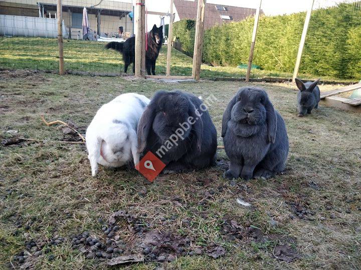 Bavo's Franse Hangoor Keunen