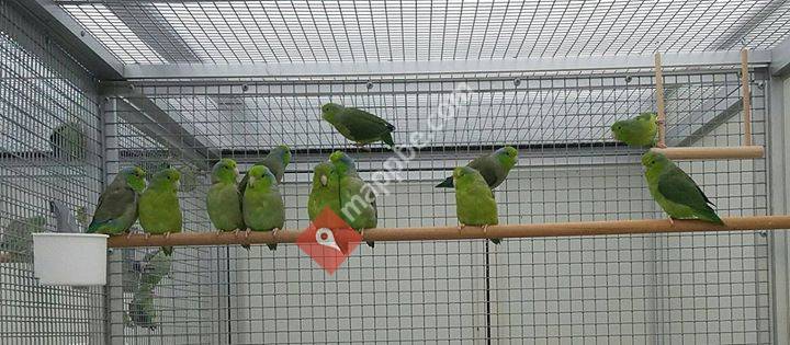 Bibi's Birds - Forpus & Taranta breeder