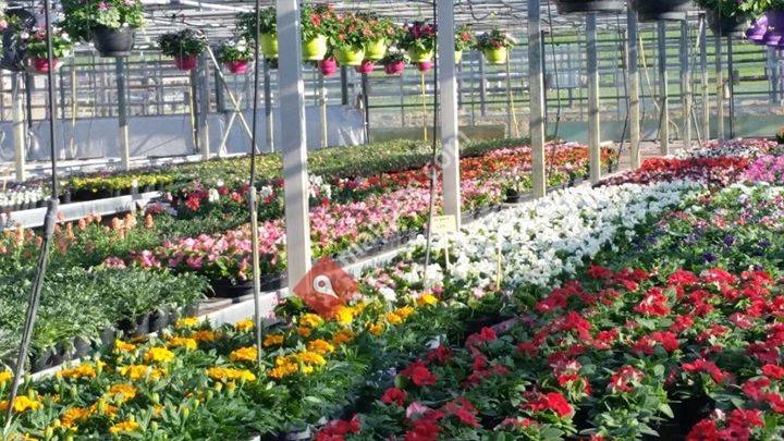 Bloemenkwekerij Somers Demeer