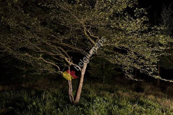 Boomkwekerij JOOS bv