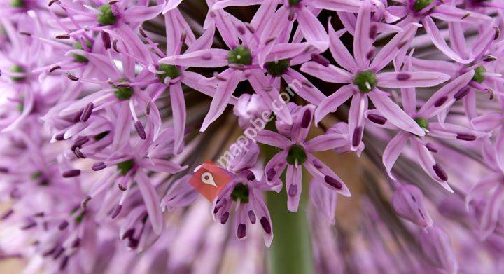 Côté Jardin - Thisnes