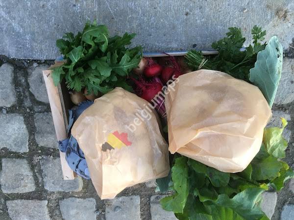 Carotte et Phacélie Maraichage Bio