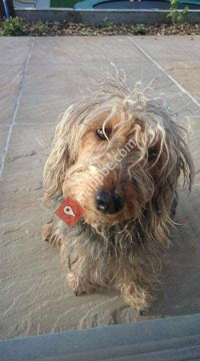 Dierenarts Dhont David