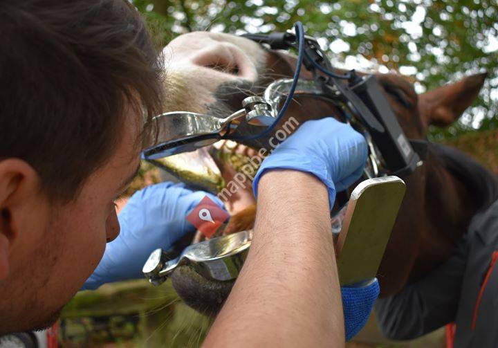 Equitandus - Dierenarts Guillaume Bocklandt