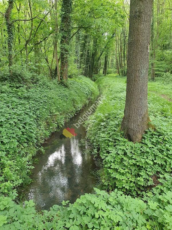 Het Rotbos