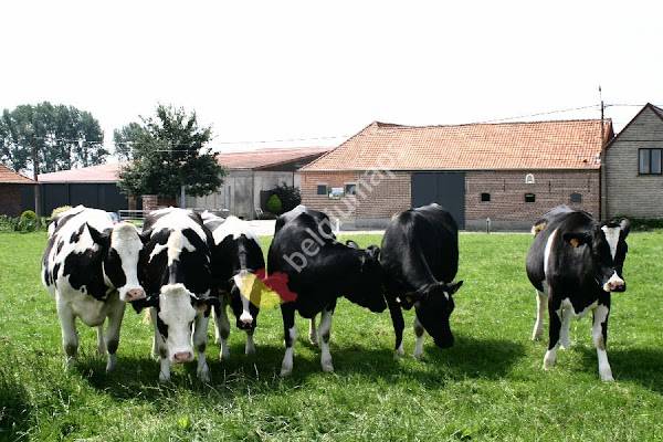 Hoeve 't Alkeveld-ijs