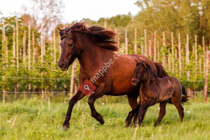 IJslanderstal Árroði