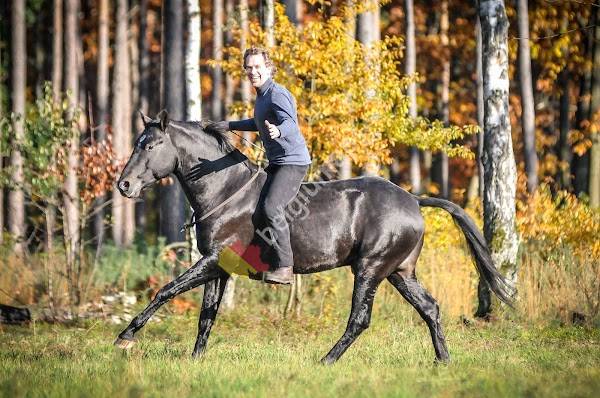 Jossy Reynvoet The Bitless Art of Riding