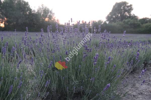 Limburg Lavendel