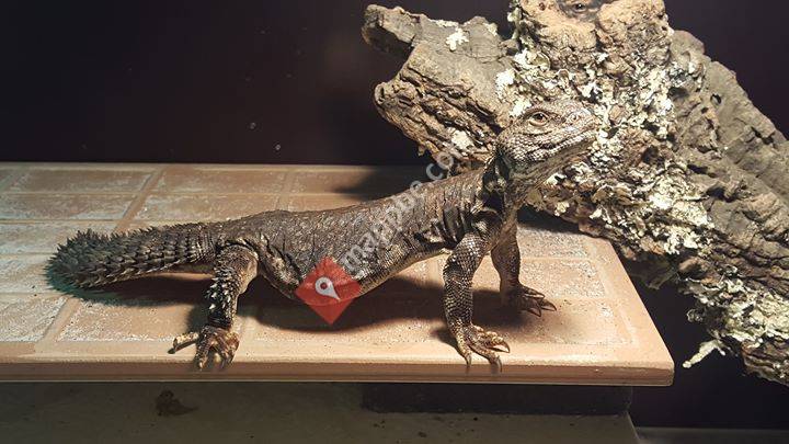 Reptiles & Herbivory