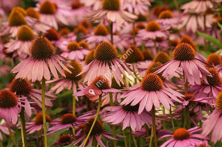 Symbio voedingssupplementen