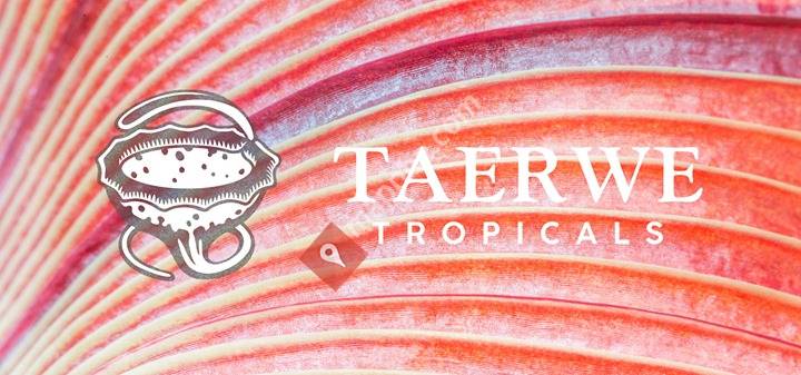 Taerwe Tropicals