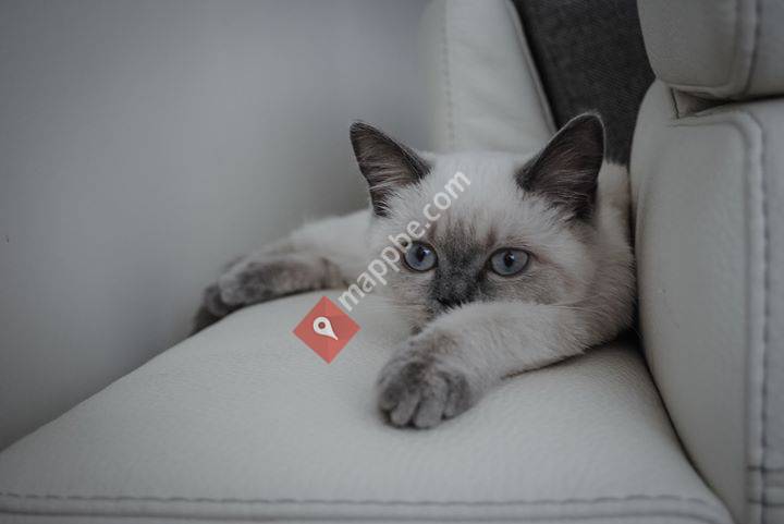 The adventures of Olly, Pebbles and Anduril