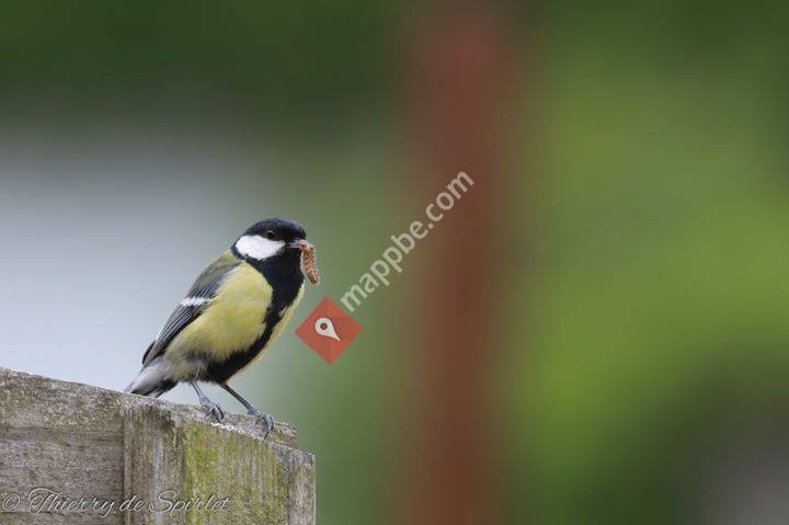 Thierry de Spirlet Photographie